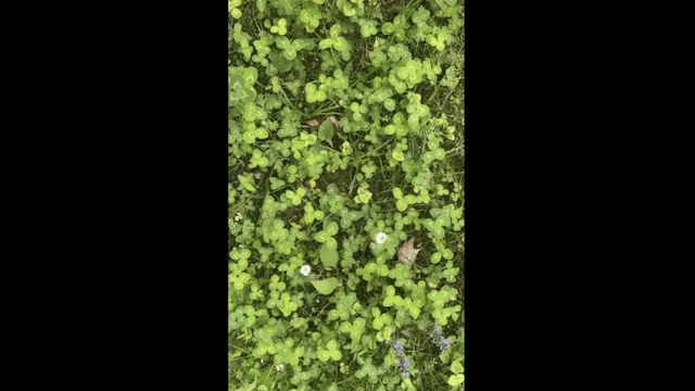 test-your-luck-by-trying-to-spot-the-fourleaf-clover-in-under-8-seconds